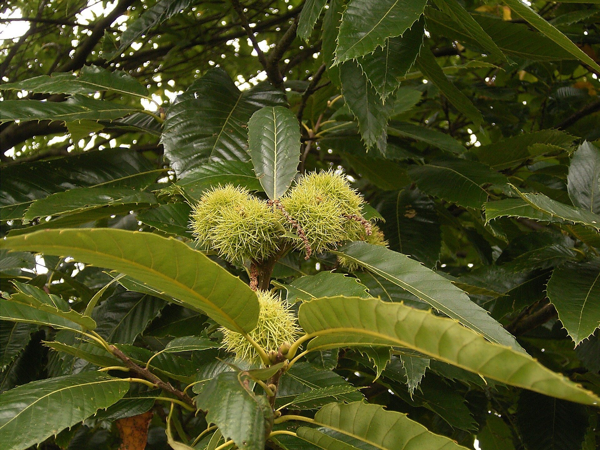 Zdjęcie przedstawia charakterystyczne liście i owoce kasztanowca jadalnego. Zielone, grube liście zakończone kolczastymi wypustkami. Zielone kasztany również pokryte gęsto kolcami. 