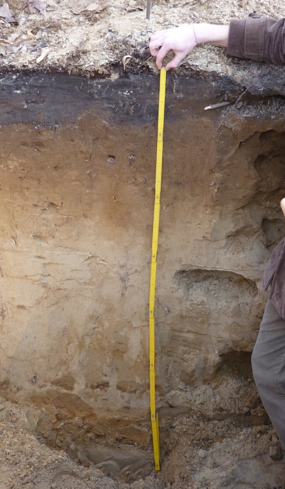 Zdjęcie odkrywki prezentujące glebę brunatną. Górna warstwa próchnicy w kolorze ciemnoszarym, dolna w kolorze jasnobrązowym, przechodząca stopniowo w kolor jasnopiaskowy.