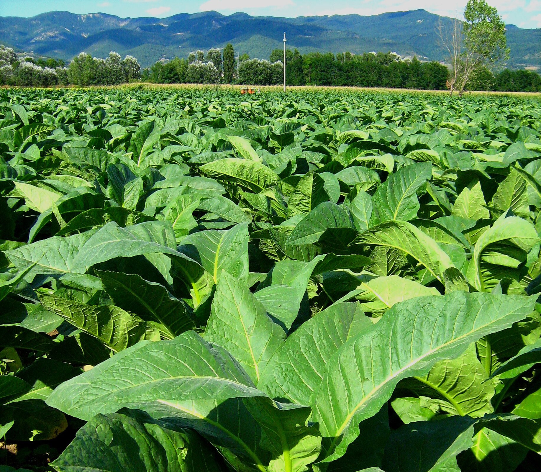 Zdjęcie przedstawiające uprawę tytoniu szlachetnego. Roślina posiada duże, zielone rozłożyste, lancetowate liście. W tle znajduje się górzysty teren porośnięty lasami.
