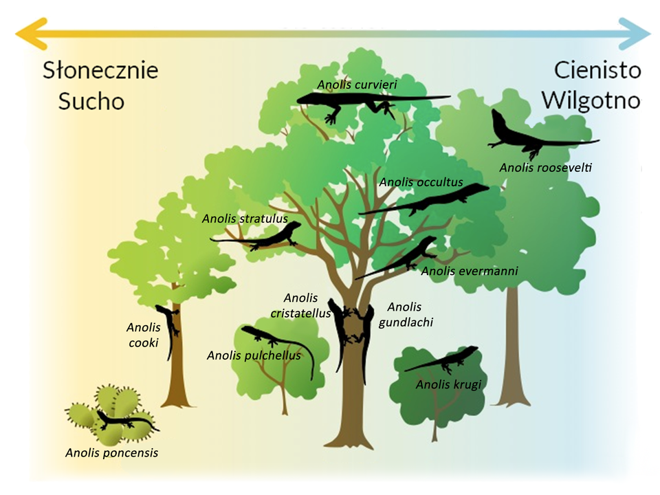 Grafika przedstawia siedliska jaszczurek z rodzaju Anolis zamieszkujących Puerto Rico.  Na górze grafiki znajduje się strzałka, określająca warunki środowiska. Najbardziej na lewo jest ono słoneczne i suche, natomiast najbardziej na prawo określone jest jako cieniste i wilgotne. Siedliska różnią się również typem i dostępnością roślinności. Od lewej do prawej przedstawiono kolejno: Anolis poncensis przebywającą na sukulencie. Następnie Anolis cooki na pieniu niskiego drzewa. Na prawo od niej  Anolis pulchellus  na szczysie niskiego krzewu, zaś nad nią Anolis stratulus na gałęzi wysokiego drzewa. Znowu na prawo od nich przedstawiono Anolis cristatellus oraz Anolis gundlachi na pniu wysokiego drzewa. Nad nimi, na szczycie jego korony znajduje się Anolis curvieri. Na prawo, poniżej niej ukazano Anolis occultus, a z kolei nieco pod nią Anolis evermanni. Pod nią, na niskim krzewie umieszczono Anolis krugi. Najbardziej wysunięta na prawo jest jaszczurka Anolis roosevelti, przedstawiona w środku korony wysokiego drzewa. 