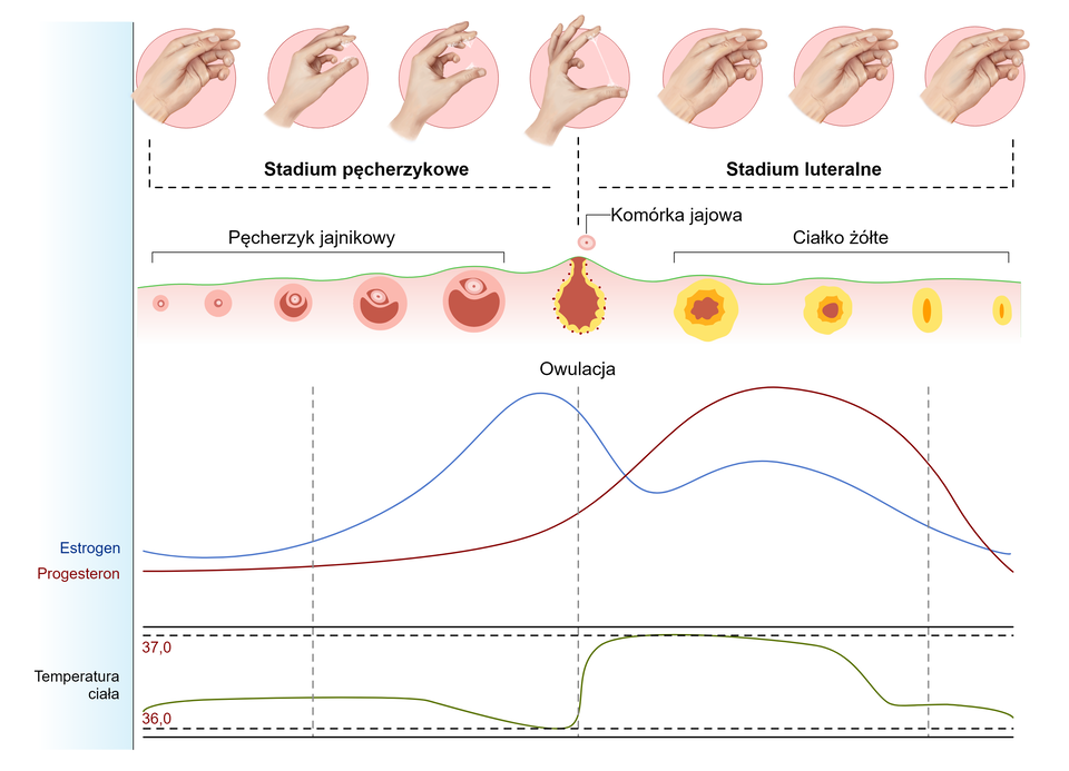 Na schemacie przedstawiono przebieg cyklu miesiączkowego z zaznaczeniem stadium pęcherzykowego, owulacji, stadium lutealnego, temperaturą ciała, poziomami estrogenu i progesteronu. Temperatura ciała wzrasta zaraz po jajeczkowaniu. Dochodzić może do 37 stopni Celsjusza i utrzymuje się przez pewien czas fazy lutealnej. Poziom progesteronu jest niski przed owulacją, wzrasta po owulacji. Poziom estrogenu wzrasta przed owulacją, w momencie owulacji zaczyna powoli spadać. Pęcherzyk jajnikowy do czasu owulacji powiększa się. Podczas owulacji otoczony jest żółtą obwódką. Po owulacji pęcherzyk staje się ciałkiem żółtym. W stadium pęcherzykowym pojawia się śluz, ale nie jest rozciągliwy. W momencie owulacji staje się rozciągliwy (można go rozciągnąć między dwoma palcami dłoni).     