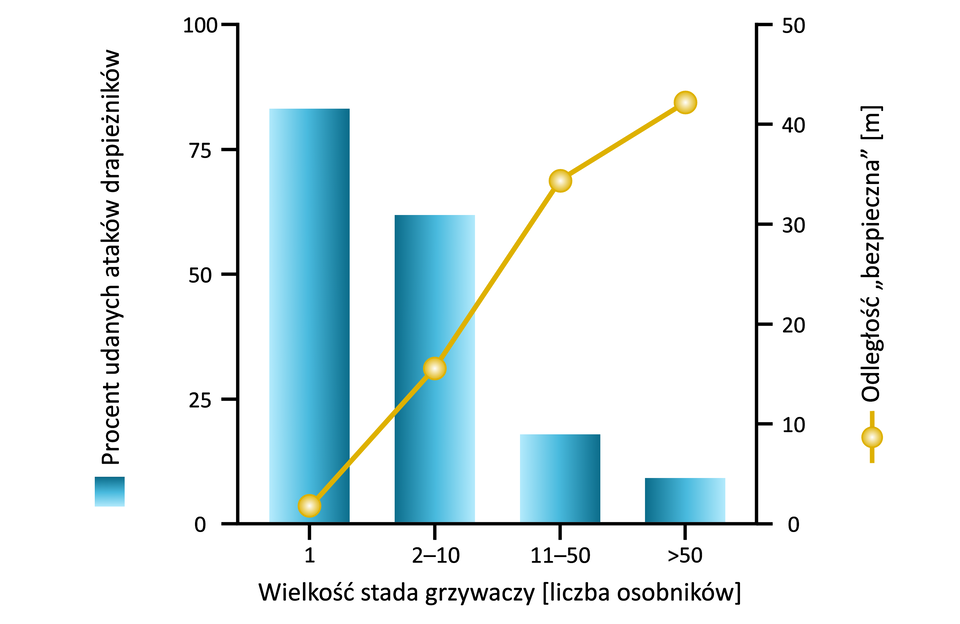 Wykres przedstawia korzystne efekty życie w grupie na przykładzie populacji gołębia grzywacza, na którego polują jastrzębie. Na osi x oznaczona jest wielkość stada grzywaczy (liczba osobników). Na osi y oznaczony jest procent udanych ataków drapieżników, a na osi z odległość bezpieczna w metrach. W przypadku jednego osobnika odsetek udanych ataków drapieżników wynosi około 80%, natomiast odległość bezpieczna to 1 metr. W przypadku stada grzywaczy o wielkości od 2 do 10 osobników odsetek udanych ataków drapieżników wynosi około 60%, natomiast odległość bezpieczna to około 30 metrów. W przypadku stada o wielkości od 11 do 50 osobników odsetek udanych ataków drapieżników wynosi 20%, natomiast odległość bezpieczna to około 70 metrów. W przypadku stada grzywaczy powyżej 50 osobników odsetek udanych ataków drapieżników wynosi około 10% natomiast odległość bezpieczna to około 42 metrów.
