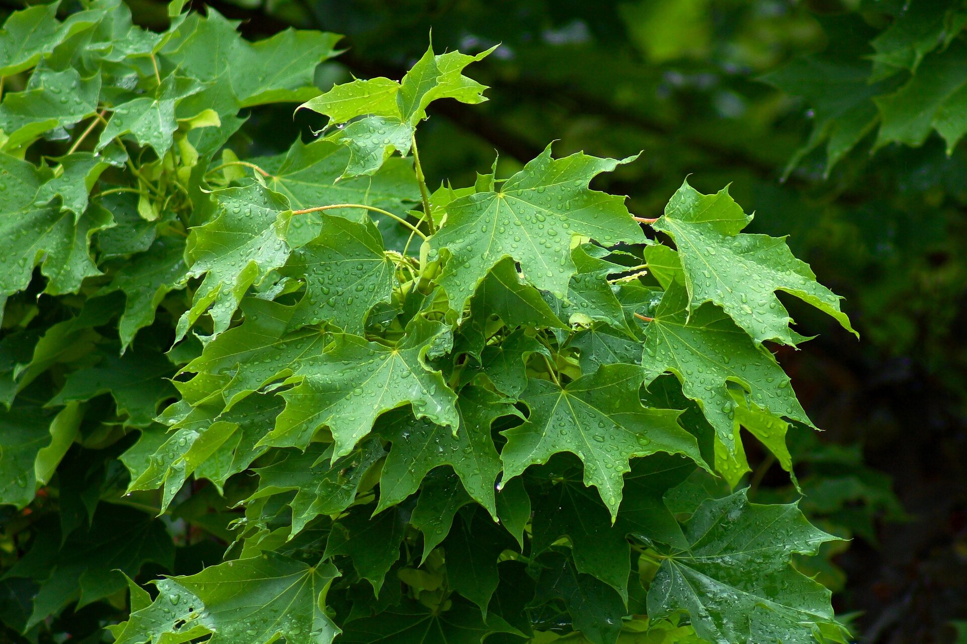 Na planszy widoczna jest gałąź Klonu z licznymi ciemno‑zielonymi, pierzastowrębnymi, szerokimi liśćmi, na których widoczne są krople deszczu, na cienkiej łodyżce.
