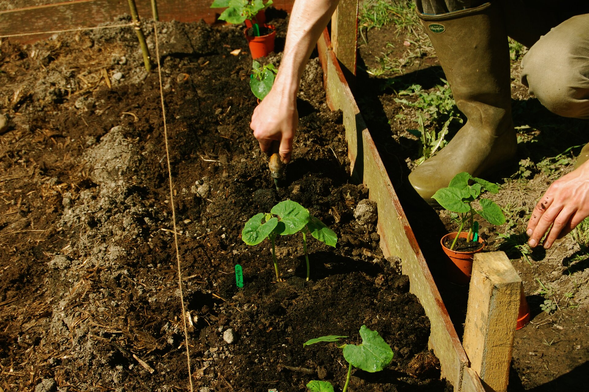Fotografia przedstawia prace w ogródku - kopanie grządek.
