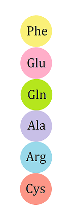 Schemat struktury pierwszorzędowej białka. Przedstawia on sekwencje sześciu różnych aminokwasów w łańcuchu polipeptydowym.