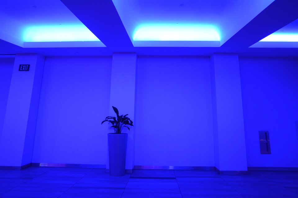 Ilustracja przedstawia fotografię wnętrza. W kadrze znajduje się poziomy pas podłogi na pierwszym planie, ściana oraz fragment sufitu. Na suficie są jasne płaszczyzny światła, które sprawiają, że całe wnętrze jest zabarwione jednolitym niebiesko‑chabrowym kolorem. Jedynym elementem znajdującym się we wnętrzu jest roślina doniczkowa stojąca na wysokim, wąskim prostopadłościanie, tuż pod ścianą.