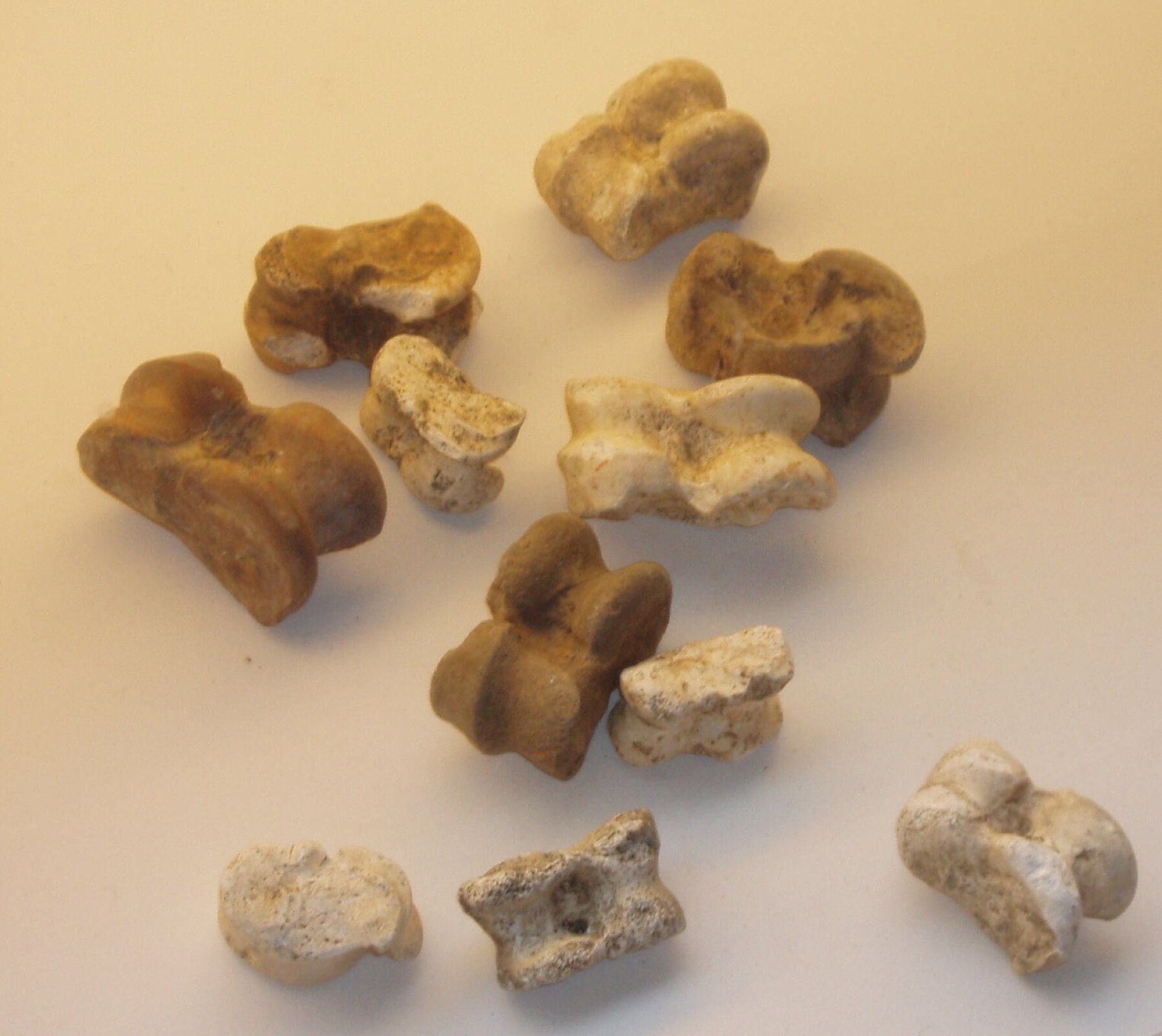 Zdjęcie przedstawia ułożone na jasnym stole jedenaście elementów niewielkich kości zwierzęcych, w kolorach białym oraz beżowo‑brązowym. Mają nieregularne kształty przypominające pofalowane owale ze żłobieniami.