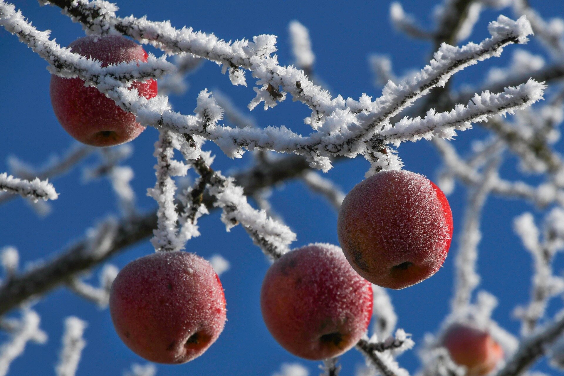 Na fotografii wiszące na gałęzi czerwone jabłka, równomiernie pokryte warstwą szronu, podobnie jak gałęzie drzewa.