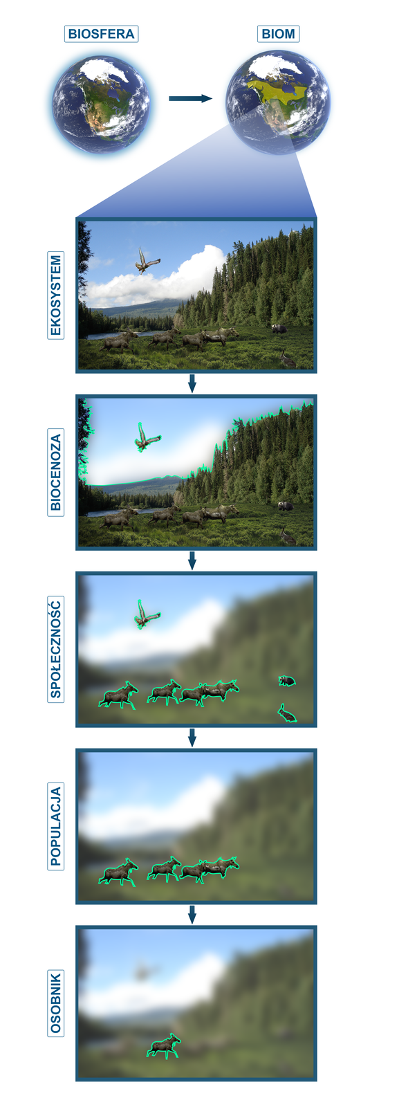Zdjęcie przedstawia schemat objaśniający podstawowe terminy. Biosfera to nasza planeta Ziemia. Biom to obszar o określonym klimacie np. obszar Kanady. Ekosystem to układ ekologiczny, w skład którego wchodzą elementy ożywione i nieożywione, np. ekosystem górski. Biocenoza to organizmy żywe danego ekosystemu. Populacja to grupa osobników jednego gatunku na danym terenie, np. górskim. 