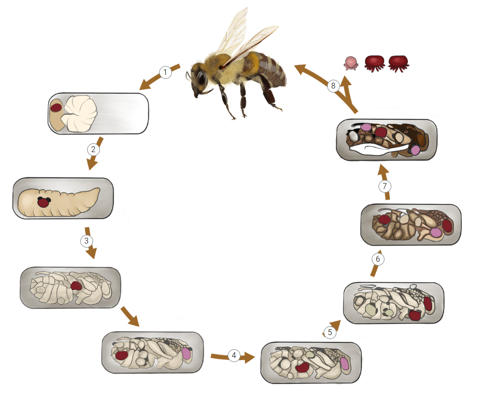 Grafika przestawia cykl rozwoju Varroa destructor. Widoczny jest zamknięty cykl, który składa się z ośmiu punktów. Każdy punkt jest ponumerowany i zawiera ilustrację.