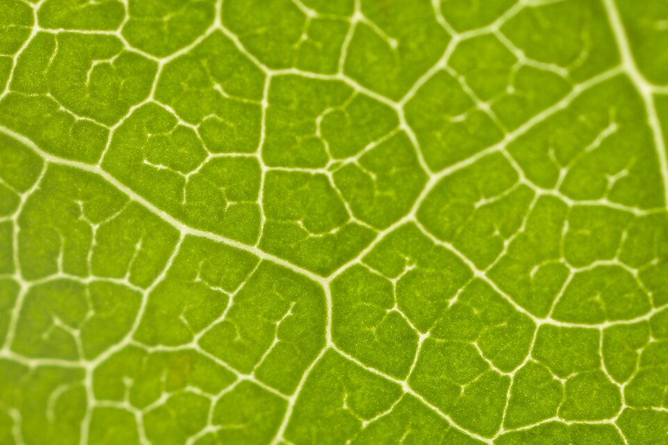 Zdjęcie przedstawia zbliżenie na powierzchnię liścia. Ma on zieloną barwę, którą zawdzięcza chlorofilowi. Widoczne jest użyłkowanie liścia.