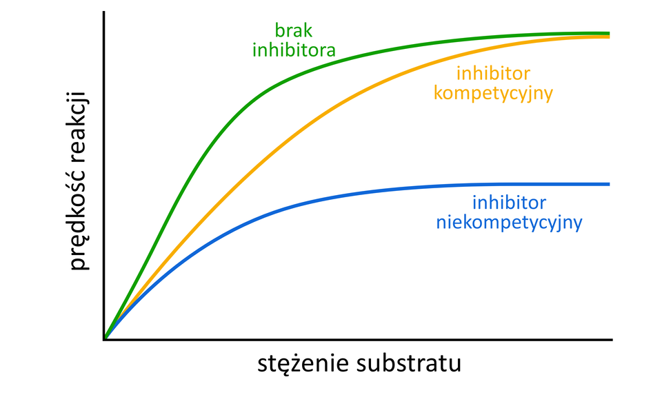 Ilustracja przedstawia wykres zależności prędkości reakcji od stężenia substratu. Linią zieloną oznaczono tę zależność w przypadku braku inhibitora, w tym przypadku prędkość reakcji wzrasta gwałtownie. Linią żółtą oznaczono zależność dla inhibitora kompetycyjnego, dla którego prędkość reakcji wzrasta wolniej niż w przypadku braku inhibitora, ale przy wysokim stężeniu substratu osiąga podobną prędkość maksymalną. Niebieską linią oznaczono zależność dla inhibitora niekompetycyjnego, dla którego prędkość reakcji wzrasta najwolniej i osiąga znacznie mniejszą prędkość maksymalną niż w pozostałych dwóch przypadkach.