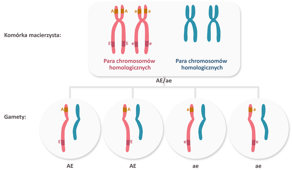 Grafika przedstawia schemat rozchodzenia się genów sprzężonych do gamet.  W komórce macierzystej znajdują się dwie pary chromosomów homologicznych. Na parze czerwonych chromosomów po lewej stronie znajdują się następujące geny: na pierwszym geny A duże oraz E duże, natomiast na drugim a małe oraz e małe. Do gamet rozchodzi się po jednej chromatydzie z pary chromosomów homologicznych. Allele A i E duże i a i e małe dziedziczą się razem. W ten sposób powstają cztery gamety: po dwie AE duże i po dwie ae małe.