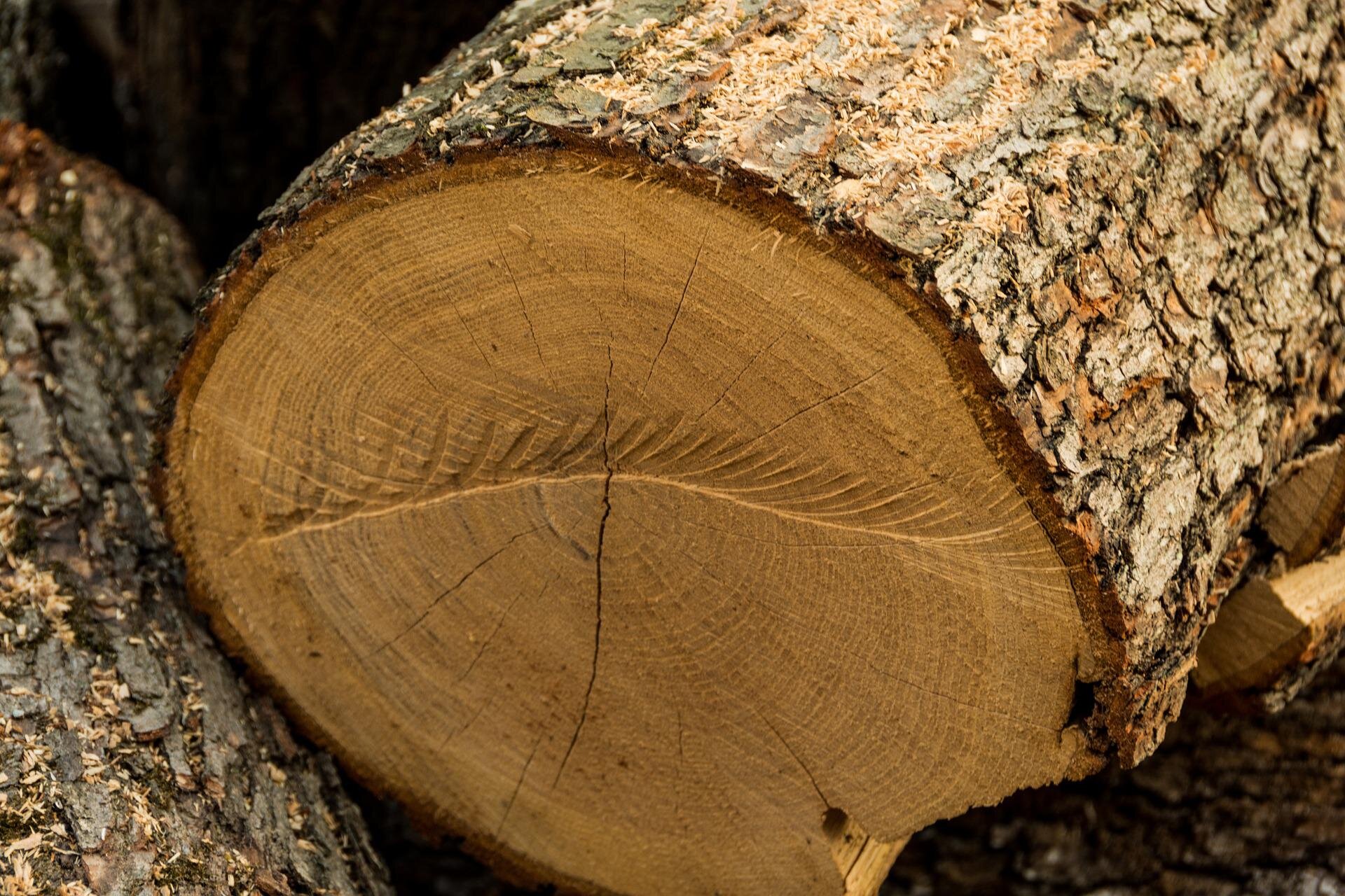 Zdjęcie przedstawia czoło drewna. Jest to płaszczyzna przecięcia sztuki drewna w poprzek jego osi. Czoło drewna ma kształt zbliżony do owalu. 