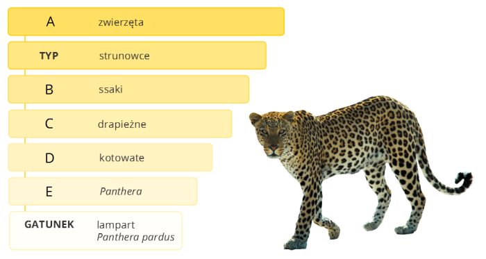 Ilustracja przedstawia klasyfikację lamparta. Widać też zdjęcie tego zwierzęcia. Ma on podłużny tułów, długie nogi i ogon oraz głowę z niewielkimi oczami i zaokrąglonymi uszami. Ciało pokryte ma żółtą sierścią w czarne cętki. Klasyfikacja przedstawiona jest w żółtych prostokątach ułożonych jeden na drugim. Niektóre nazwy są oznaczone literami, które należy rozpoznać. Zaczynając od góry, tekst w prostokątach brzmi: A - zwierzęta, typ - strunowce, B - ssaki, C - drapieżne, D - kotowate, E - Panthera, gatunek - lampart, Panthera pardus.