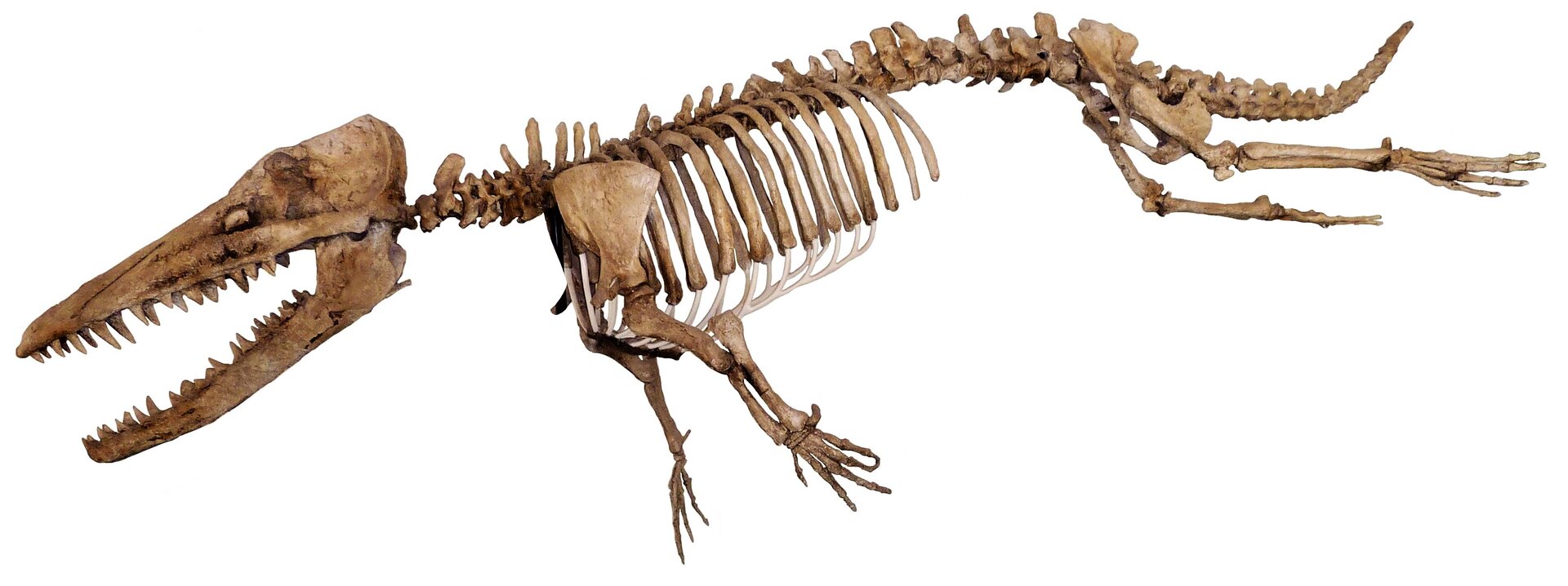 Fotografia przedstawia szkielet ambuloceta. Był to organizm posiadający długi pysk z licznymi zębami. Czaszka zwierzęcia jest duża. Za czaszką ciągnie się dług kręgosłup, kończący się częścią ogonową. Żebra zwierzęcia miały równą długość. Kończyny były małe.