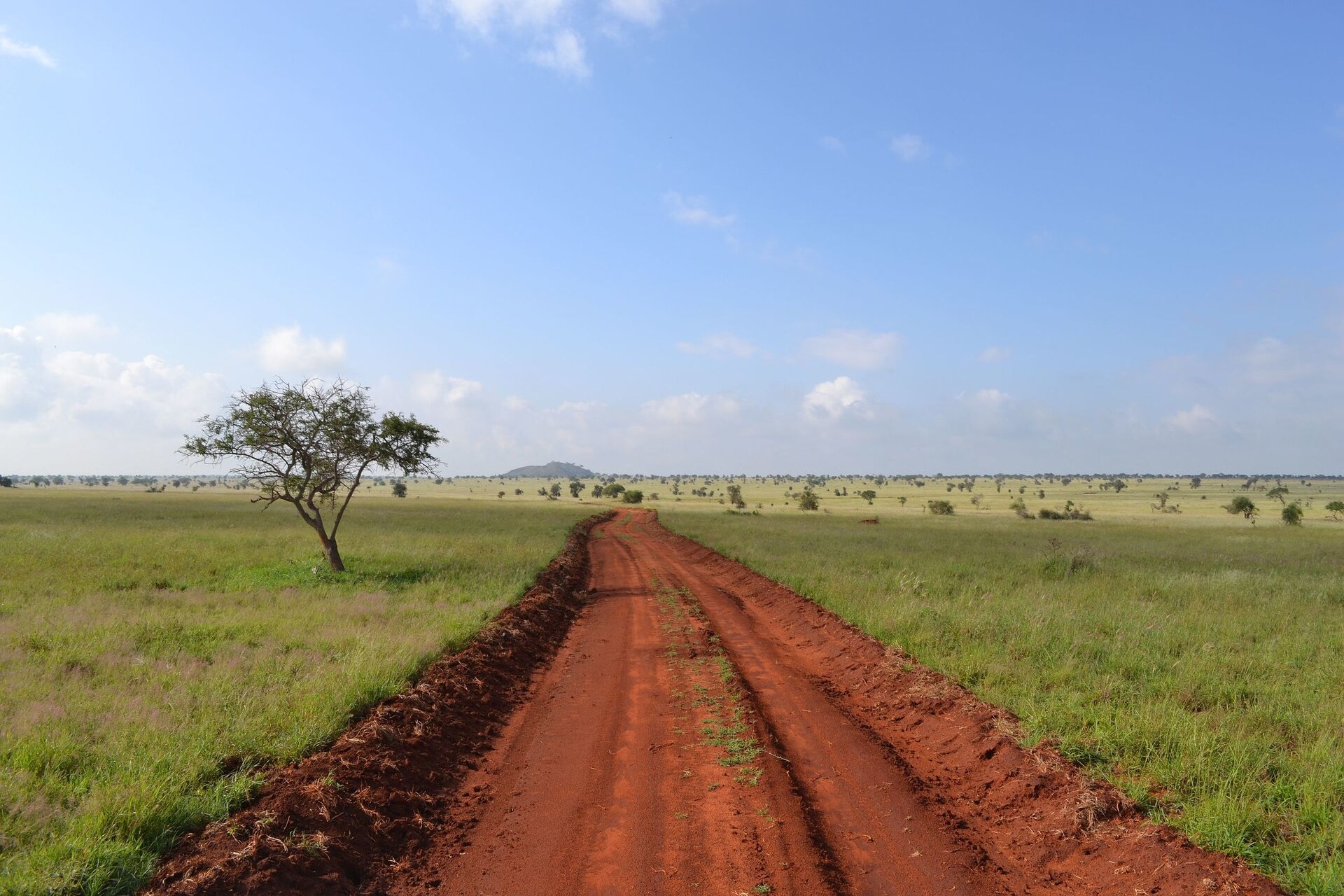 Fotografia. Na niej obszar trawiasty. W centrum fotografii droga piaszczysta o czerwonawym zabarwieniu, z lewej strony drogi drzewo. W oddali gdzieniegdzie drzewa. 