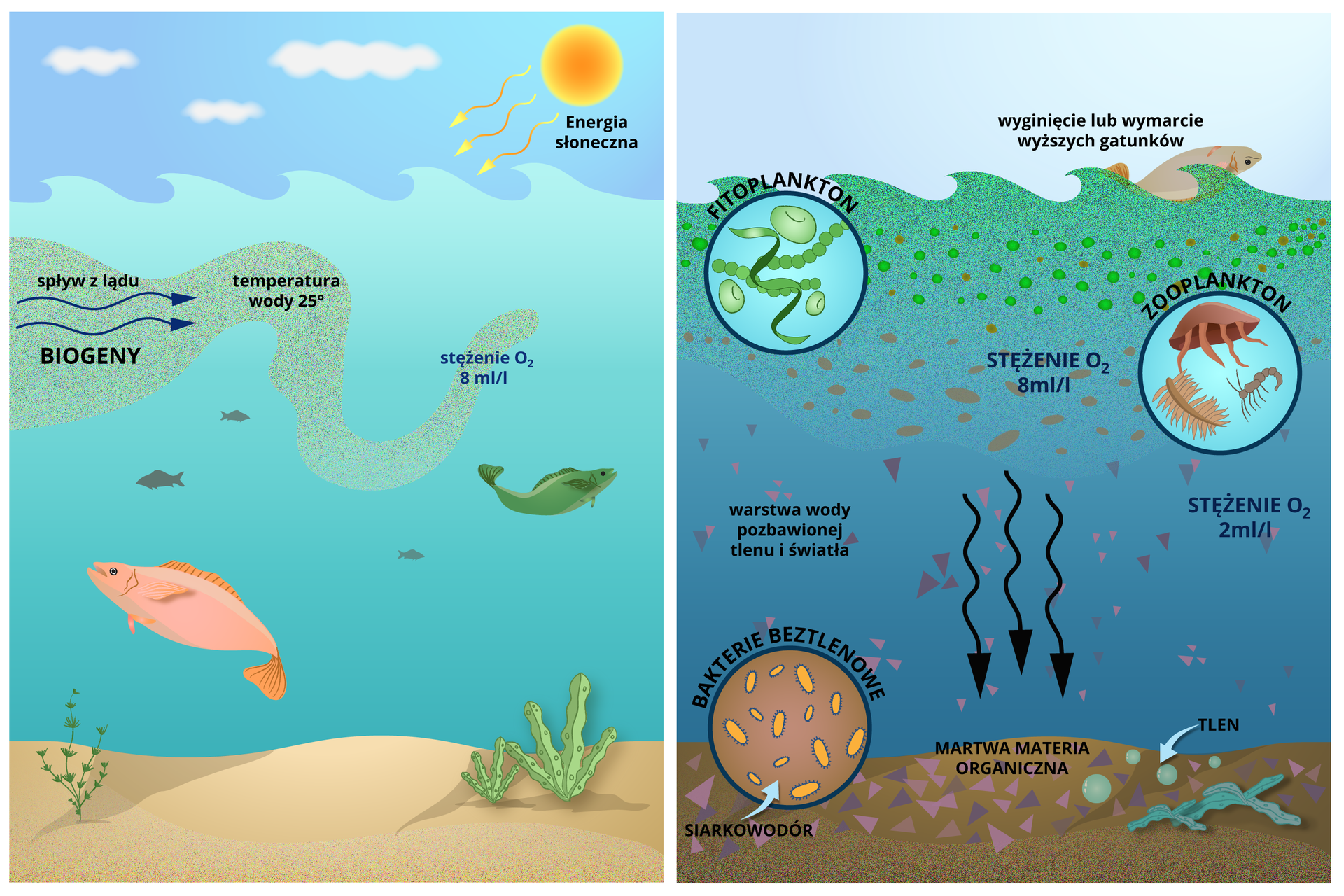 Ilustracja przedstawia przyczyny i skutki procesu eutrofizacji. Po lewej stronie widoczne jest dno morskie. Na dnie, w piasku rosną zielone rośliny. W wodzie widoczne są ryby, jedna z nich jest pomarańczowa, druga zielona. W przestrzeni wody wpływa inny strumień. To spływ biogenny z lądu. Ma temperaturę wody 25 stopni Celsjusza i stężenie dwutlenku węgla 8 mililitrów na litr.  Nad falami morza widoczne jest słońce, którego energia słoneczna pochłaniana jest przez wodę. Na tej części ilustracji kolory są żywe, woda przejrzysta. Po prawej stronie ilustracji również widoczne jest dno morskie. Na powierzchni wody, do góry brzuchem unosi się ryba. Następuje wygięcie lub wymarcie wyższych gatunków.  Tuż pod powierzchnią woda ma kolor zielonkawy, co wynika z nagromadzenia fitoplanktonu. Ma on postać niewielkich form kulistych, nitek i łańcuszków. W niższej warstwie wody, o zabarwieniu brązowym, znajduje się zooplankton.  Zooplankton tworzą niewielkich rozmiarów organizmy. Mają one postać podłużnych lub parasolowatych form z wieloma odnóżami. Stężenie tlenu w tej warstwie wynosi 8 mililitrów na litr. Kolejna warstwa wody pozbawiona jest tlenu i światła. Stężenie tlenu wynosi 2 mililitry na litr. Na samym dnie morskim znajduje się martwa materia organiczna oraz cząsteczki tlenu. Rośliny obumarły. A bytujące w dnie bakterie beztlenowe produkują siarkowodór. Bakterie mają postaci owalnych, urzęsionych form. 
