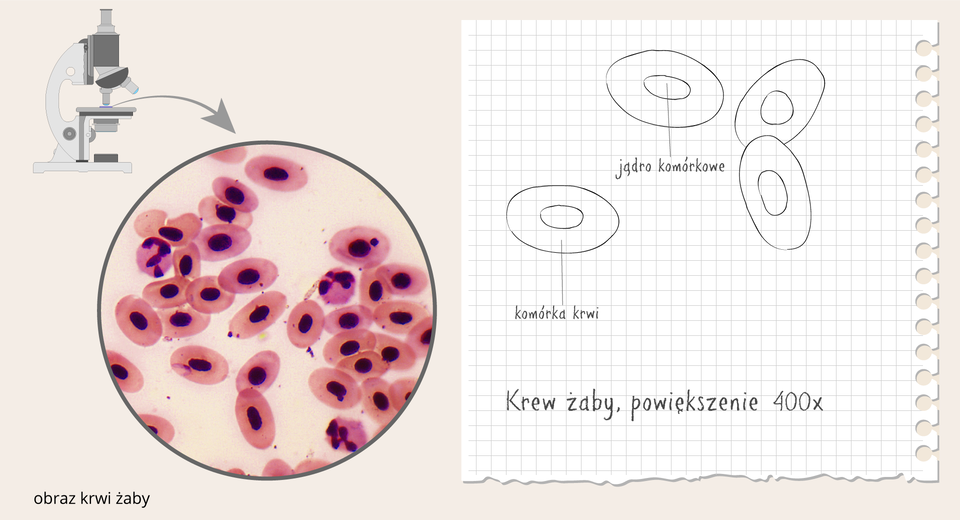Ilustracja przedstawia mikroskop i obraz preparatu krwi żaby, czyli różowe owalne kształty z fioletowym środkiem. Po prawej na kartce z zeszytu znajduje się rysunek kilku komórek obserwowanego preparatu w powiększeniu czterysta razy. Na rysunku podpisano komórkę krwi i jądro komórkowe.