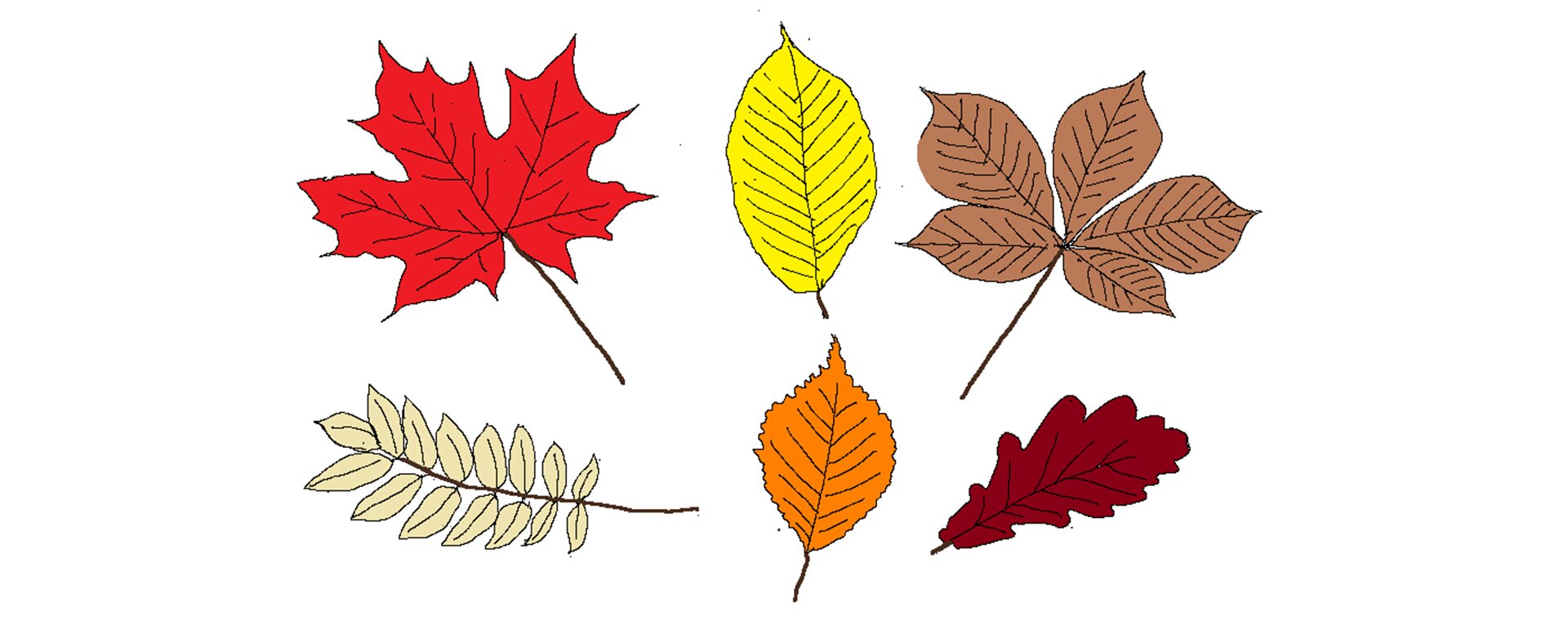Ilustracja przedstawia sześć różnych liści wypełnionych kolorem.