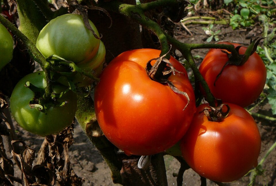 Zdjęcie przedstawia uprawę pomidorów zwyczajnych. Niektóre spośród nich są jeszcze niedojrzałe i mają zielony kolor. Inne czerwienieją w słońcu. Pomidory rosną na krzaku o grubej, zielonej łodydze. Liście rośliny ze zdjęcia są brązowe. 