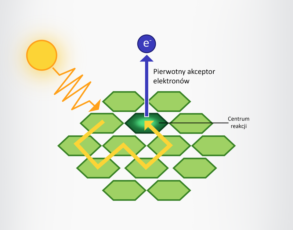Ilustracja przedstawia mechanizm działania systemu antenowego. Na ilustracji są stykające się ze sobą sześciokąty. Są one jasnozielone. Jeden sześciokąt jest ciemnozielony. Opisano go jako centrum reakcji. Po lewej stronie ilustracji na sześciokąt padają promienie słoneczne. Energia słoneczna trafia do centrum reakcji. Z centrum reakcji ku górze prowadzi strzałka z napisem e indeks górny minus. Opis: pierwotny akceptor elektronów.   