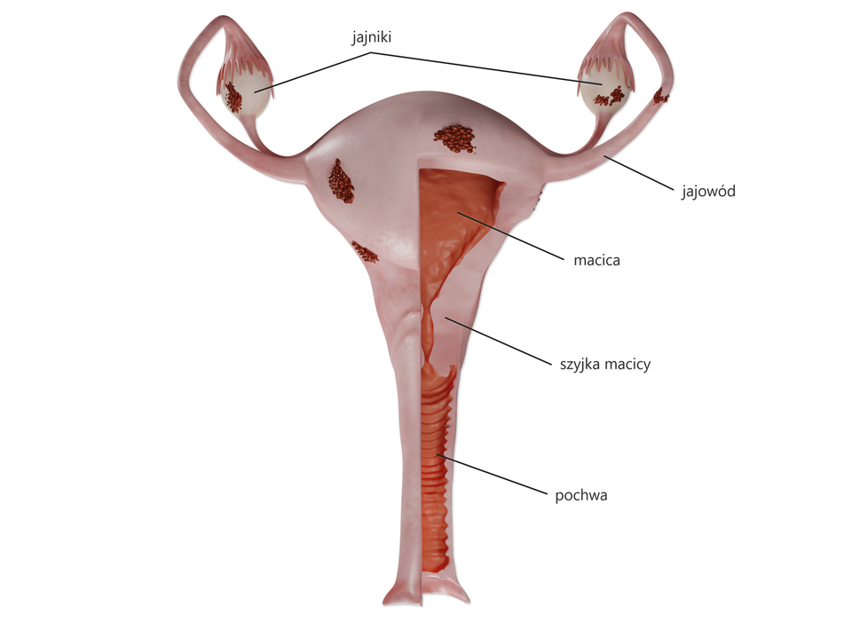 Ilustracja przedstawia układ rozrodczy żeński. W centrum schematu znajduje się macica w kształcie odwróconego wierzchołkiem do dołu trójkąta. Z dwóch stron symetrycznie rozmieszczone są owalne jajniki, które z macicą łączą cienkie, wąskie przewody - jajowody. U podstawy macicy znajduje się wąskie przewężenie - szyjka macicy, która rozszerza się w szerszy, pofałdowany wewnątrz przewód - pochwę. 
