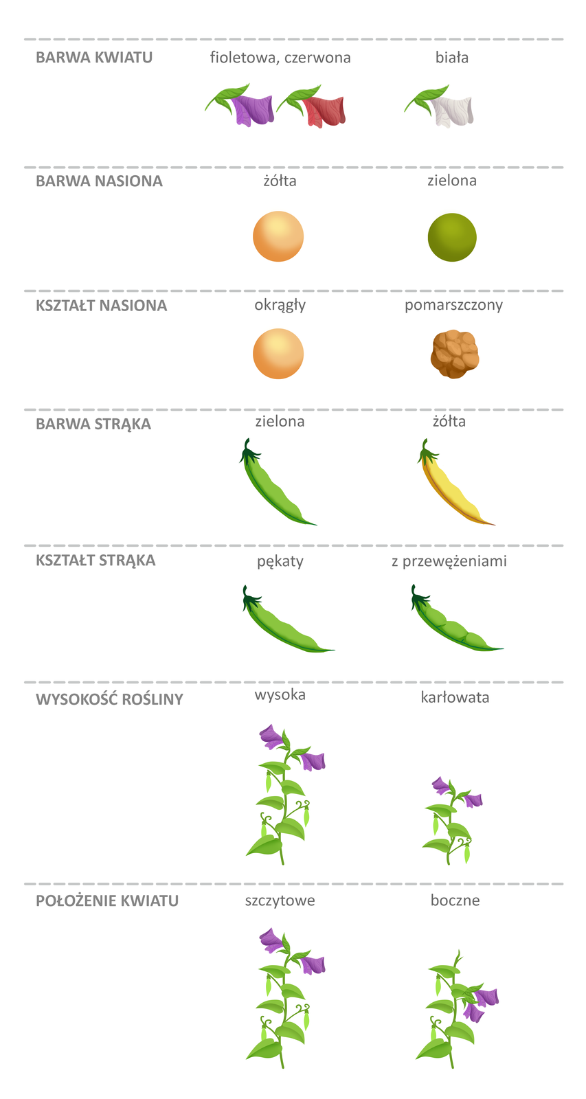 Grafika przedstawia zestawienie cech grochu zwyczajnego. Przedstawione są kwiaty grochu, jego nasiona, strąki oraz całe rośliny. Są to kolejno: 1. Barwa kwiatu: kwiat grochu wybarwiony na fioletowo, kwiat grochu wybarwiony na czerwono lub kwiat wybarwiony na biało. 2. Barwa nasiona. Kuliste nasiono grochu żółte lub zielone. 3. Kształt nasiona. Nasiono grochu kuliste lub kuliste pomarszczone. 4. Barwa strąka: strąk wydłużony zielony lub żółty. 5. Kształt strąka. Strąk pękaty zielony lub zielony z przewężeniami. 6. Wysokość rośliny. Roślina wysoka z zielonymi strąkami i fioletowymi kwiatami lub roślina karłowata z zielonymi, niewielkimi strąkami i niewielkimi fioletowymi kwiatami. 7. Położenie kwiatu. Roślina wysoka z zielonymi strąkami i szczytowymi, fioletowymi kwiatami lub roślina karłowata z zielonymi, niewielkimi strąkami i niewielkimi fioletowymi kwiatami położonymi bocznie.