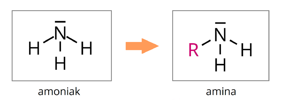 Na ilustracji ukazano następujący schemat. Z lewej strony znajduje się prostokąt, w którym umieszczono wzór strukturalny cząsteczki amoniaku. Składa się on z symbolu N, nad którym znajduje się pozioma kreska symbolizująca wolną parę elektronową. Od wspomnianego symbolu odchodzą trzy wiązania pojedyncze: dwa na ukos w dół i jedno prosto w dół do symboli H wodoru. Całość podpisana jest jako amoniak. Dalej znajduje się pomarańczowa strzałka skierowana w prawo, a za nią drugi prostokąt, w którym umieszczono wzór strukturalny aminy. Zbudowany jest on podobnie do poprzedniego wzoru, ale symbol jeden z trzech symboli H z lewej strony zastąpiony został czerwonym symbolem R, oznaczającego podstawnik węglowodorowy. Całość podpisano jako amina.