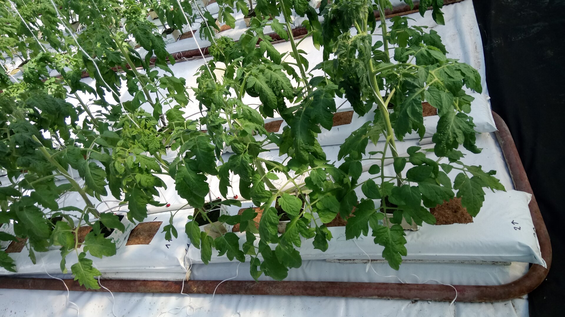 Zdjęcie przedstawia sadzonki pomidorów posadzonych w workach z wkładem z włókna kokosowego.