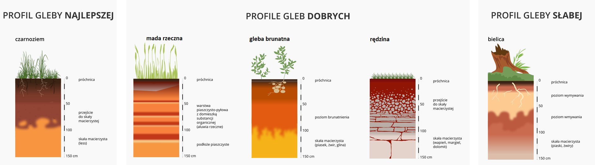 Na ilustracji profile gleb Polski w postaci pionowych prostokątów. Na spodzie każdego profilu skała macierzysta, dalej poziom przejściowy i na wierzchu próchnica. Gleba najlepsza – czarnoziem – gruba warstwa próchnicy; gleby dobre – mada rzeczna, gleba brunatna, rędzina – cieńsza warstwa próchnicy; gleba słaba – bielica – bardzo cienka warstwa próchnicy. Każdy profil glebowy ma określoną miąższość swoich warstw wraz z informacjami dodatkowymi: Czarnoziem składa się z skały macierzystej, która osiąga głębokość ponad 80 cm, przejście do skały macierzystej od 45 do 80 cm, a próchnica znajduje się na poziomie 0 czyli blisko powierzchni ziemi. Mada rzeczna składa się z podłoża piaszczystego które znajduje się na głębokości poniżej 100 cm, warstwy piaszczysto pyłowej z domieszką substancji organicznej (aluwia rzeczne) na głębokości od 10 do 100 cm i próchnicy na poziomie 0. Gleba brunatna składa się ze skały macierzystej (piasek, żwir, glina) która znajduje się poniżej 100 cm, poziomu brunatnienia od 10 do 100 cm oraz próchnicy na poziomie 0. Rędzina składa się z skały macierzystej (wapień, margiel, dolomit) znajdującej się poniżej 65 cm, przejścia do skały macierzystej na głębokości od 20 do 65 cm i próchnicy na poziomie 0. Bielica składa się ze skały macierzystej (piaski, żwiry) osadzonej na głębokości ponad 80 cm, poziomy wmywania osiągającego głębokość od 50 do 80 cm, poziomu wymywania od 10 do 50 cm oraz próchnicy na poziomie 0. 