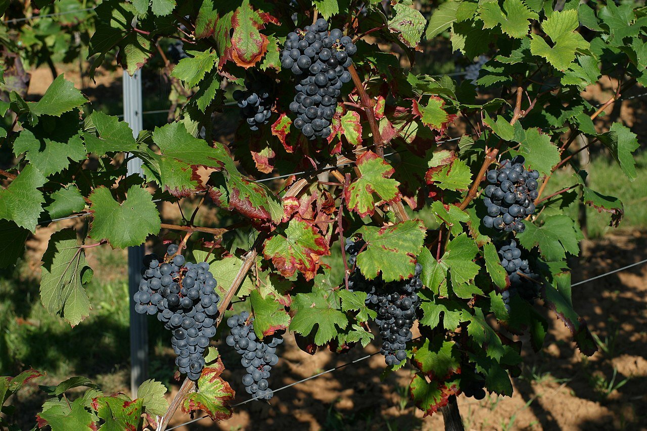 Dolcetto