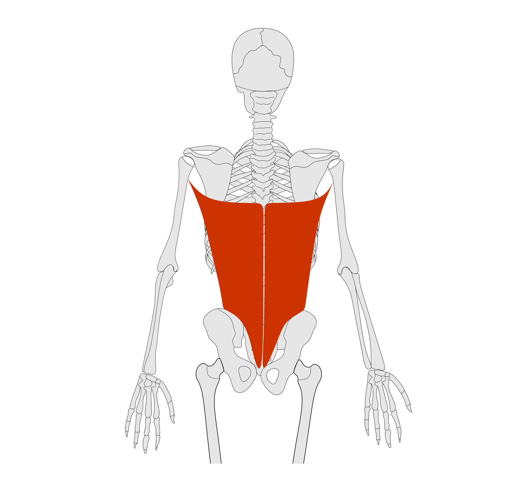 Rycina pod tytułem: Mięsień najszerszy grzbietu. Grafika ze schematycznym przedstawieniem szkieletu człowieka z tyłu. Na schemacie został zaznaczony mięsień najszerszy grzbietu w tylnej, dolnej części tułowia.