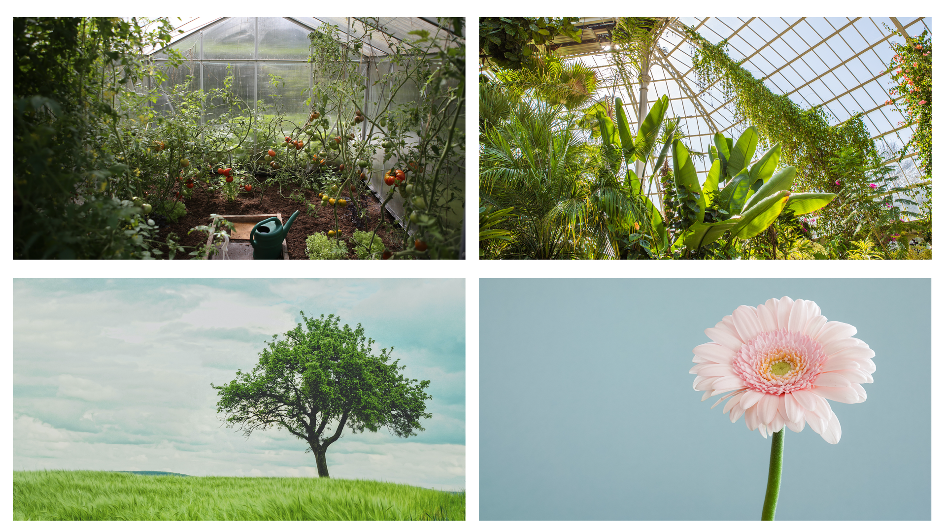 Ilustracja składa się z czterech zdjęć. Pierwsze zdjęcie przedstawia ogród warzywny. Drugie zdjęcie przedstawia palmiarnię. Trzecie zdjęcie przedstawia pojedyncze drzewo rosnące na pagórku. Czwarte zdjęcie przedstawia jeden kwiat.