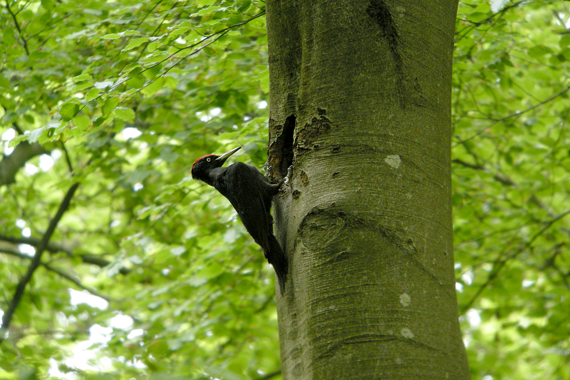 Fotografia przedstawia dzięcioła czarnego, wykuwającego dziuplę w pniu drzewa. Dzięcioł ustawiony jest bokiem. Posiada głównie czarne upierzenie, tylko na czubku głowy widać czerwone pióra. Oczy i dziób dzięcioła są jasne, mocno odznaczają się na czarnych piórach. Pień drzewa jest zielonkawy. Na wysokości dzioba ptaka widać w nim dziuplę. Tło zdjęcia jest zielone dzięki gęstym liściom porastającym gałęzie drzew.