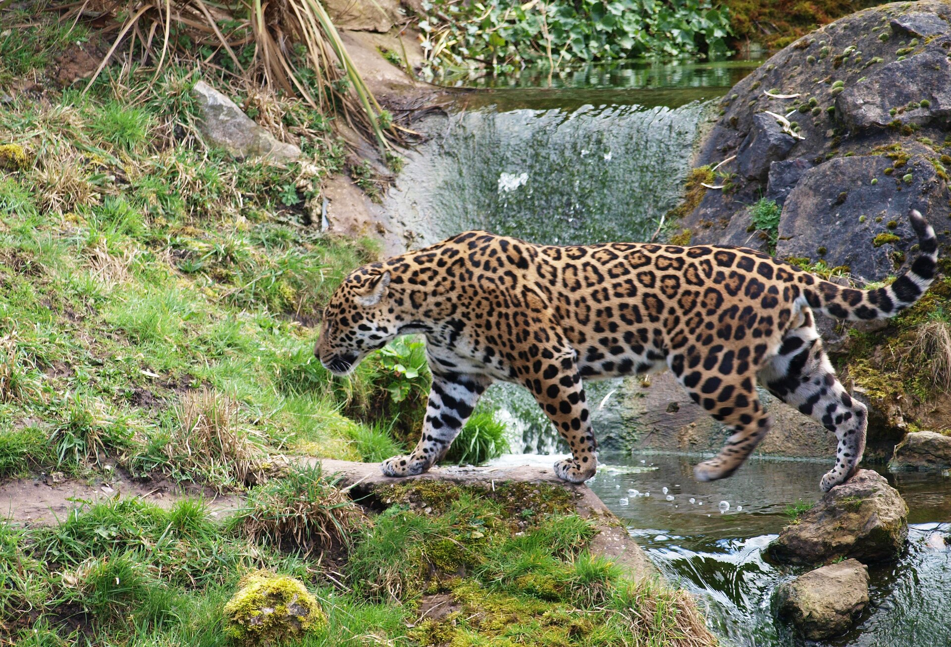 Fotografia przedstawia dużego, brązowego, cętkowanego jaguara, przechodzącego w lewo po kamieniach przez wartko płynący strumień. To jedyny amerykański przedstawiciel panter. Z prawej skały i woda, z lewej mchy i kępy traw. U góry korzenie roślin.