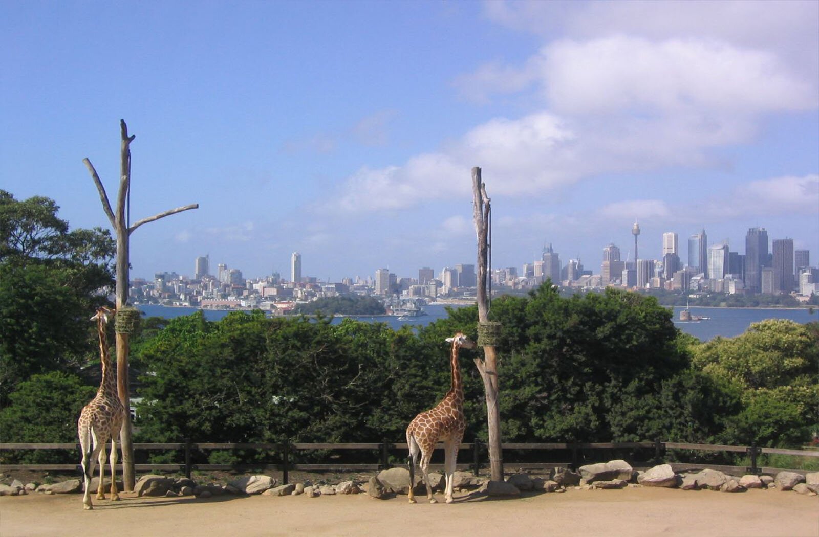 Zdjęcie przedstawia na pierwszym planie dwie żyrafy stojące przy drewnianych słupach imitujących drzewa, na których zawieszone są zielone paśniki. Żyrafy wyciągają głowy w kierunku paśników. Żyrafy stoją na wyniesieniu, na piaszczystym podłożu, z dużymi kamieniami ułożonymi wzdłuż drewnianych barierek. Tuż za barierkami widoczne są korony zielonych drzew. W tle poniżej widoczna jest tafla wody, za którą rozciąga się panorama miasta z wysokimi budynkami.