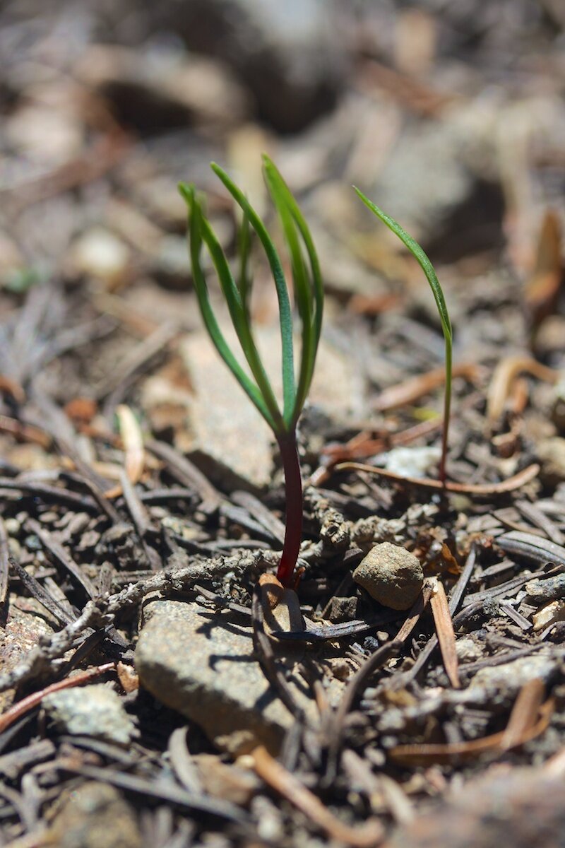 Ilustracja przedstawia młodą roślinę iglastą po wykiełkowaniu. Z łodygi na szczycie wyrasta pęk igieł.
