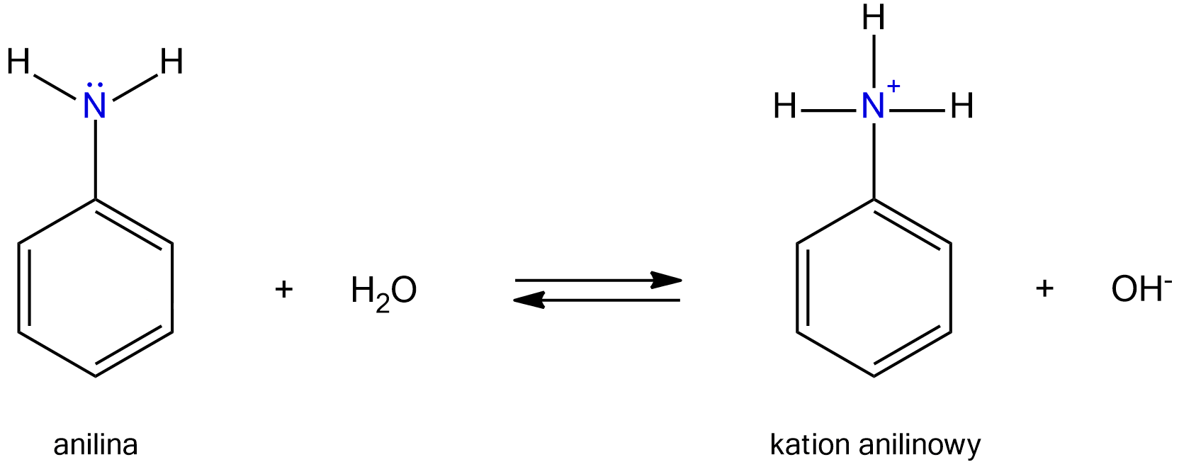 Ilustracja przedstawia równanie reakcji aniliny z wodą. Cząsteczka aniliny zbudowana z sześcioczłonowego pierścienia aromatycznego podstawionego grupą aminową. To znaczy atom węgla w pierścieniu łączy się z atomem azotu z zaznaczoną wolną parą elektronową w postaci dwóch kropek. Atom ten związany jest ponadto za pomocą wiązań pojedynczych z dwoma atomami wodoru. Dodać cząsteczkę wody H2O. Strzałka w prawo, strzałka w lewo. Za strzałkami kation anilinowy zbudowany z sześcioczłonowego pierścienia aromatycznego podstawionego grupą amoniową. Grupa ta składa się z atomu azotu obdarzonego ładunkiem dodatnim oraz trzech atomów wodoru. W grupie tej występują wiązania pojedyncze. Dodać anion wodorotlenowy OH-.