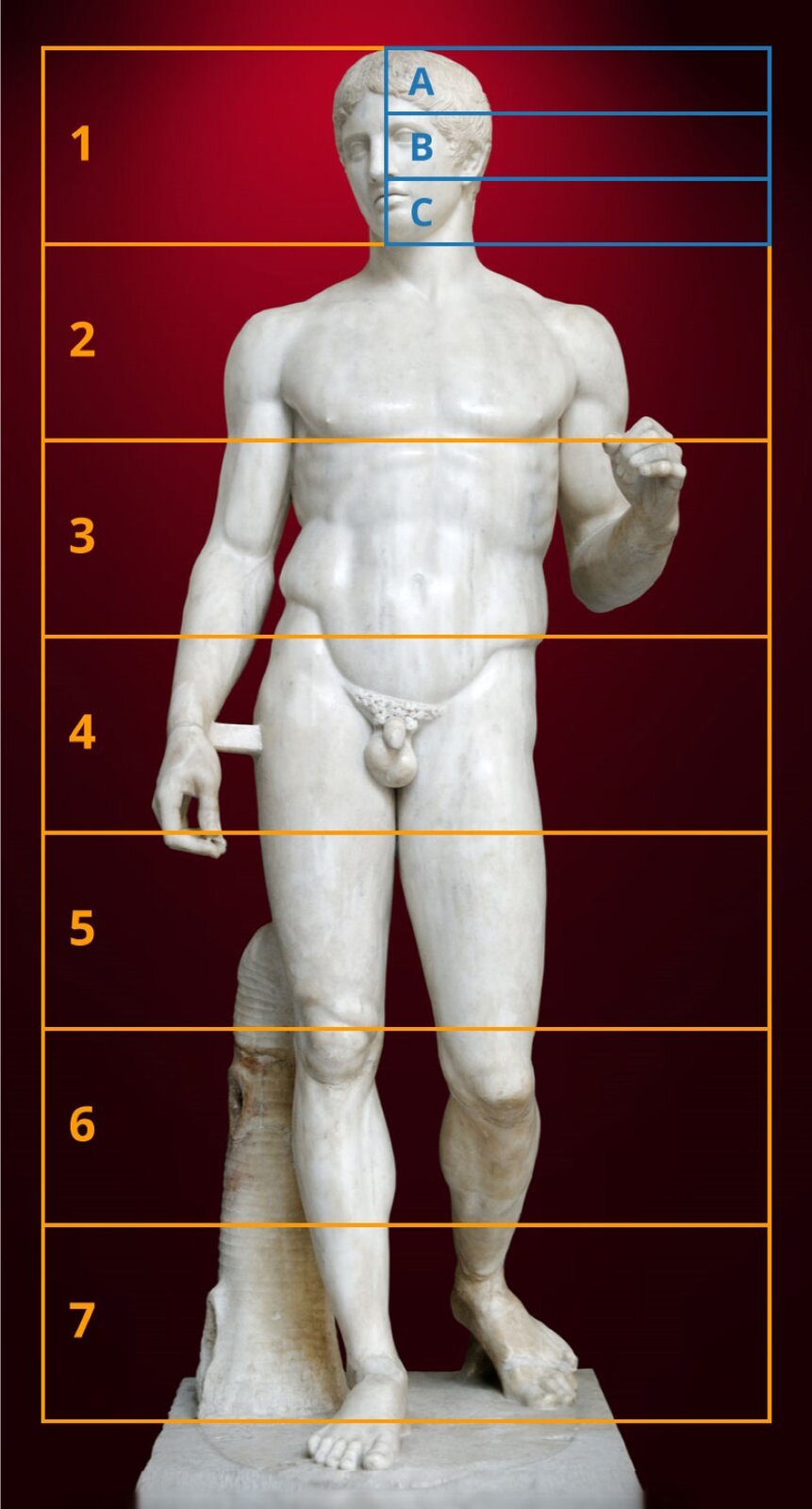 Ilustracja przedstawia kanon Polikleta. Na bordowo‑czerwonym te umieszczono jasną rzeźbę, na którą naniesiono prostokąt podzielony na siedem części. Składa się on z pomarańczowych linii oraz cyfr. Od dołu są to: cyfra siedem, której prostokąt zawiera stopy oraz fragment łydek postaci; cyfra sześć, której prostokąt zawiera górną część łydek oraz kolana postaci; cyfra pięć, której prostokąt zawiera uda postaci; cyfra cztery, której prostokąt zawiera pas postaci, cyfra trzy, której prostokąt zawiera tors postaci, cyfra dwa, której prostokąt zawiera klatkę piersiową, ramiona oraz szyję postaci; cyfra jeden, której prostokąt zawiera głowę postaci. Prostokąt z numerem jeden został dodatkowo podzielony na pół – na jego prawej stronie obecne są niebieskie linie, dzielące ją na trzy części – część A – włosy postaci, część B – oko, ucho, policzek oraz fragment nosa postaci, część C – broda ora usta postaci. Rzeźba przedstawia młodego, umięśnionego nagiego mężczyznę. 