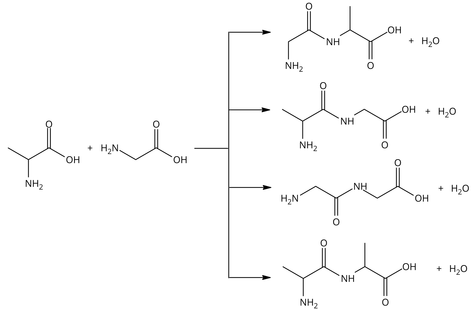 Ilustracja przedstawiająca równanie reakcji chemicznej. Cząsteczka alaniny dodać cząsteczka glicyny, strzałka w prawo, cząsteczka glicyloalaniny (lub alaniloglicyny) lub glicyloglicyly lub alaniloalaniny dodać jedna cząsteczka wody.