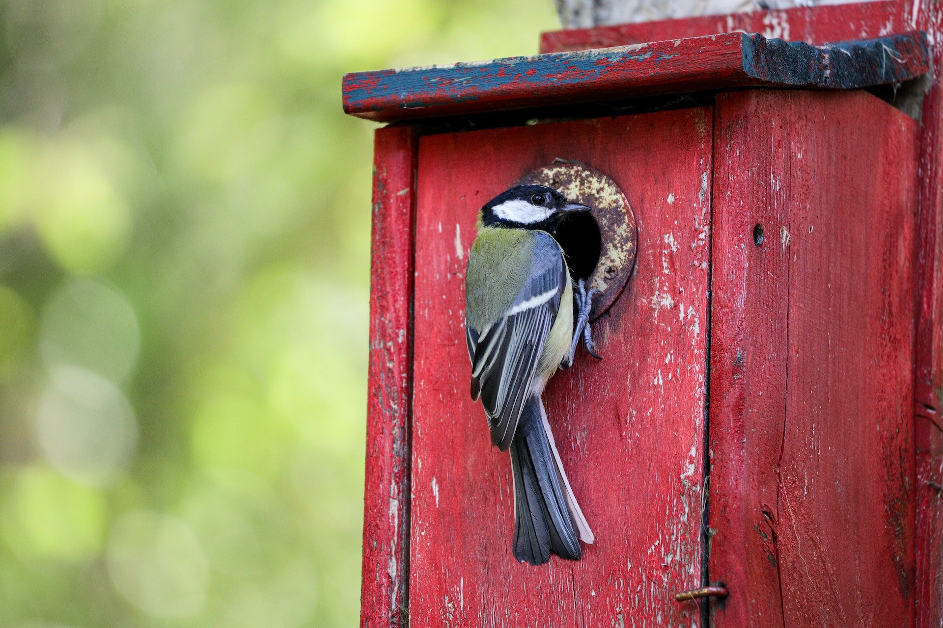 Na przedstawionym zdjęciu widoczna jest czerwona budka lęgowa, która umieszczona jest na drzewie.  Przy wejściu do budki siedzi niewielki ptak. Transkrypcja dostępna poniżej. 