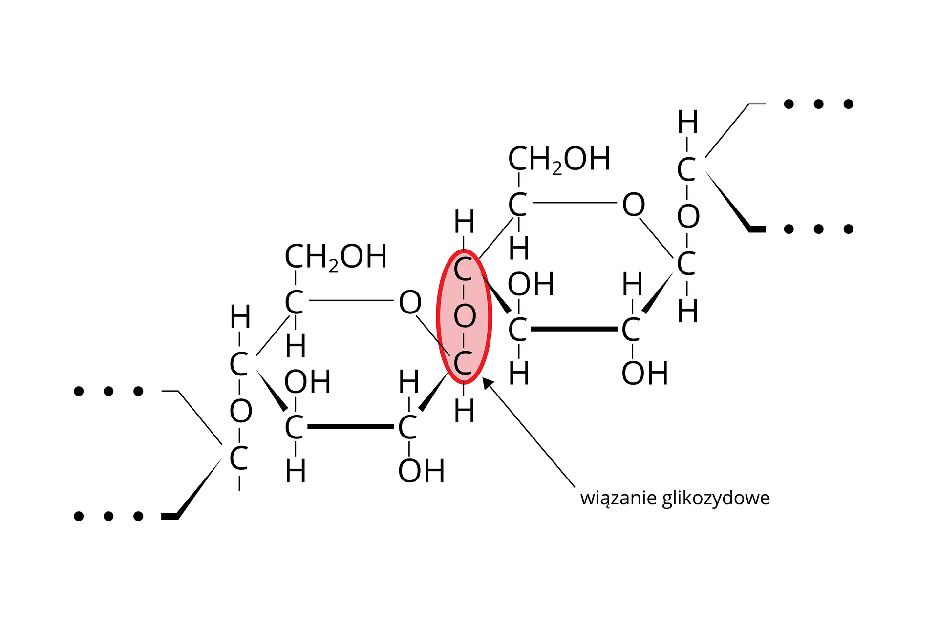 Schemat przedstawiający powtarzalny fragment wzoru cząsteczki celulozy. Na grafice znajdują się dwie cząsteczki glukozy przedstawione w postaci wzoru półstrukturalnego w formie pierścieniowej, które są połączone ze sobą wiązaniem glikozydowym. Atomy C—O—C, tworzące wiązanie glikozydowe są wyróżnione za pomocą różowego oznaczenia.