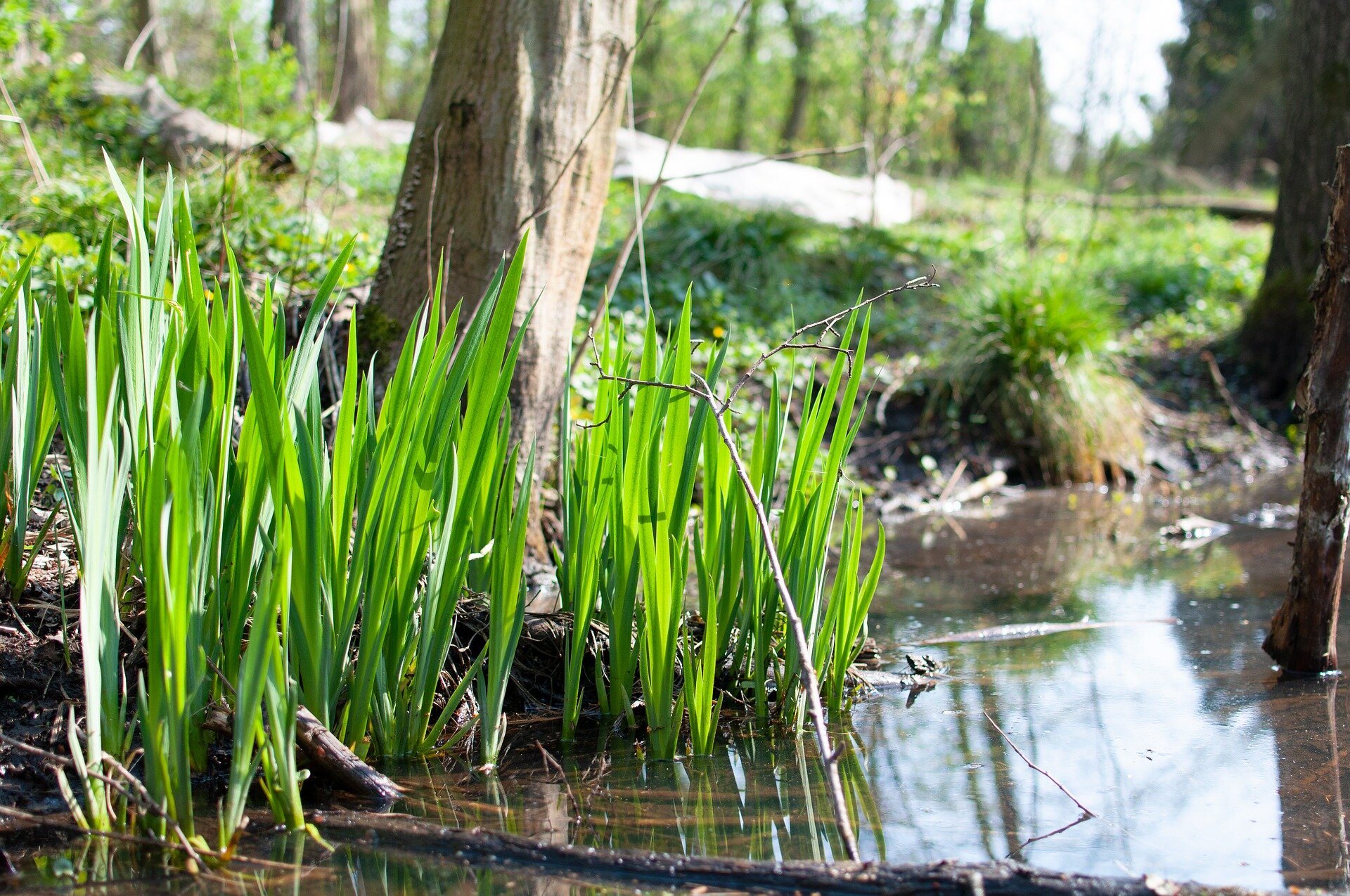 Zdjęcie przedstawia tatarak rosnący na brzegu wody w lesie. Tatarak ma długie zielone liście wyrastające prosto z wody lub gleby.