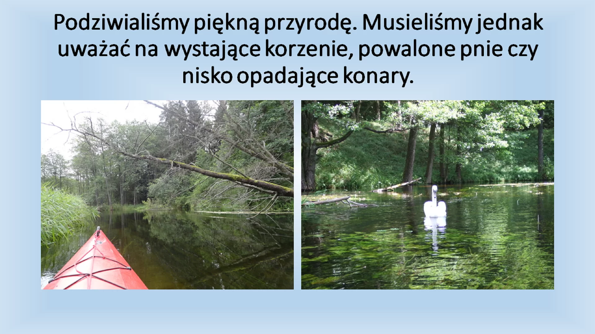 Czwarty slajd pod tytułem "Podziwialiśmy piękną przyrodę. Musieliśmy jednak uważać na występujące korzenie, powalone pnie, czy nisko opadające konary." Pod tytułem znajdują się dwa zdjęcia, jedno przedstawiające powalone pnie drzew, drugie łabędzia. Zdjęcia zostały zrobione z perspektywy osoby siedzącej w kajaku.