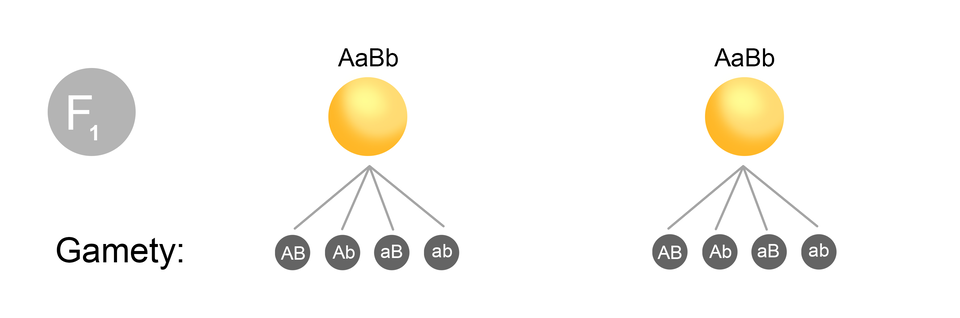 Ilustracja przedstawia dwie takie same heterozygoty (żółte kulki) w pokoleniu F1 – AaBb (duże A, małe a, duże B, małe b) oraz AaBb (duże A, małe a, duże B, małe b). Dają one cztery rodzaje gamet typu: AB (duże AB), Ab (duże A, małe b), aB (małe a, duże B), ab (małe ab).