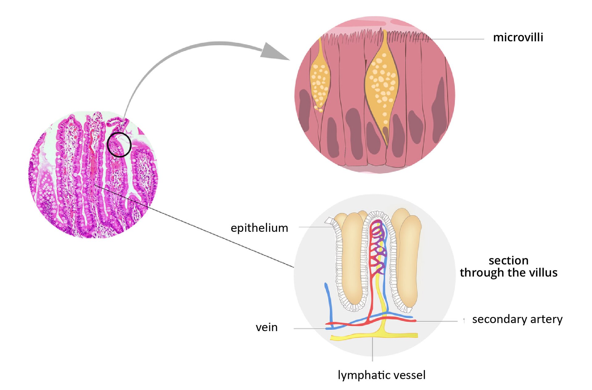 Ilustracja przedstawia obraz mikroskopowy kilku kosmków jelitowych, zabarwionych na fioletowo. Powiększenie u góry przedstawia rysunek fioletowych komórek nabłonka jelitowego z kosmka, przedzielonych żółtymi, nakrapianymi gruczołami. Komórki mają u góry wypustki – mikrokosmki. Rysunek poniżej przedstawia przekrój przez jeden kosmek jelitowy. Wskazano nabłonek, niebieską żyłkę i czerwoną tętniczkę wtórną, secondary artery. Pod nimi żółte naczynie limfatyczne. Podpisano: microvilli, epithelium, section, secondary artery, vein, secondary artery, lymphatic vessel.