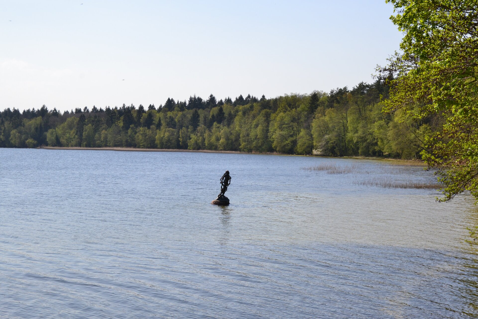  Na fotografii widać brzeg jeziora porośnięty drzewami oraz wyłaniający się z wody ciemnobrązowy pomnik Świtezianki. 
