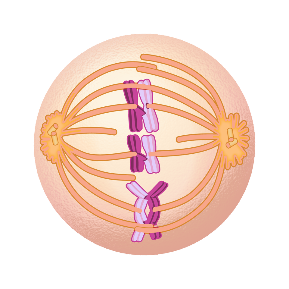 Na rysunku widoczne są na przeciwległych biegunach komórki centriole. Tworzą one swoimi wydłużonymi ramionami i wrzeciono kariokinetyczne. W centralnej części komórki, na zakończeniach prawie stykających się ramion centrosomów umiejscawiają się chromosomy. 