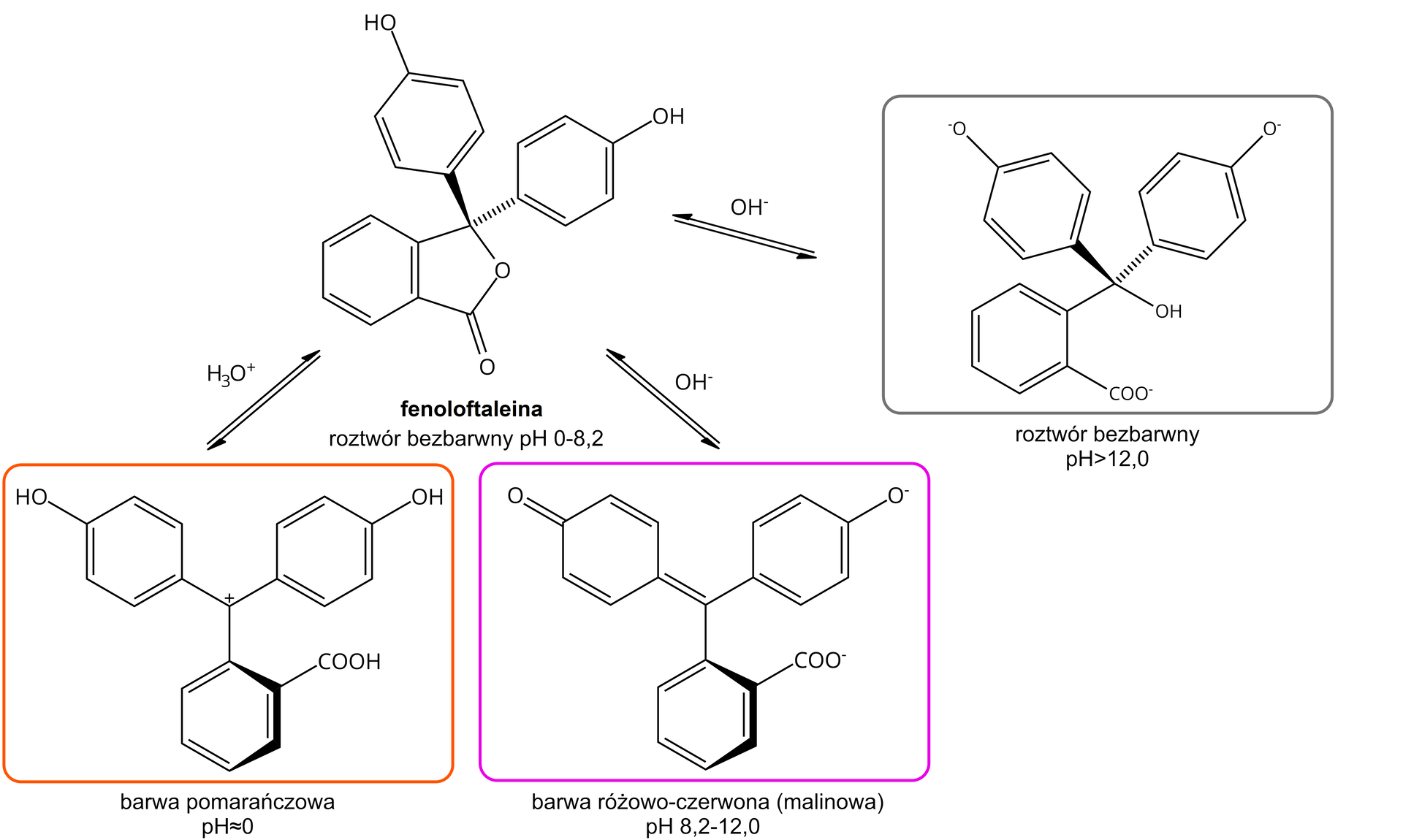 Ilustracja przedstawiająca wzory różnych form fenoloftaleiny w zależności od pH roztworu. W formie podstawowej występuje, kiedy to jej roztwór jest bezbarwny w zakresie pH od zera do ośmiu. Atom węgla tworzy wiązania pojedyncze z dwoma pierścieniami benzenowymi, które w pozycjach czwartych mają przyłączone grupy hydroksylowe. Dodatkowo ten atom węgla tworzy dwa wiązania pojedyncze z pierścieniem benzenowym i atomem tlenu podstawnika znajdującym się w pozycji drugiej, w rezultacie czego powstają dwa skondensowane pierścienie. Strzałka w prawo, nad którą znajduje się anion hydroksylowy OH-, strzałka w lewo, za strzałkami forma bezbarwna obecna w roztworze przy pH powyżej dwunastu po otwarciu pięcioczłonowego pierścienia oraz zdeprotonowaniu grup hydroksylowych obecnych w pierścieniach fenylowych, atomy tlenu posiadają ładunki ujemne. Struktura zbudowana jest z pierścienia fenylowego, jeden z węgli tworzących pierścień podstawiony jest grupą COO-, sąsiadujący z nim węgiel z kolei jest związany z z atomem węgla połączonym z grupą hydroksylową oraz dwiema grupami fenolanowymi, to jest grupami fenylowymi podstawionymi w pozycji czwartej grupą O-. Strzałka w dół, nad nią anion hydroksylowy OH-, strzałka w górę, poniżej forma fenoloftaleiny dająca zabarwienie malinowe w roztworze o pH w zakresie od ośmiu i dwóch dziesiątych do dwunastu. Struktura zbudowana jest z atomu węgla związanego z grupą 4‑fenolanową, to jest z pierścieniem fenylowym podstawionym grupą O- w pozycji czwartej pierścienia. Dalej wspomniany atom węgla łączy się z kolejną grupą fenylową podstawioną grupą COO- w pozycji drugiej oraz za pomocą wiązania podwójnego z sześcioczłonowym pierścieniem, w którym w pozycji czwartej znajduje się grupa karbonylowa CO, w którym znajdują się dwa naprzeciwległe wiązania podwójne. Ostatnia forma obserwowana przy pH poniżej zera i dająca zabarwienie pomarańczowe, to karbokation, w którym to atom węgla obdarzony ładunkiem dodatnim związany jest z dwiema grupami 4‑hydroksyfenylowymi oraz z pierścieniem fenylowym podstawionym w pozycji drugiej grupą COOH.